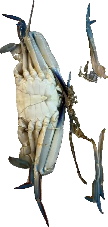 Flower crabs