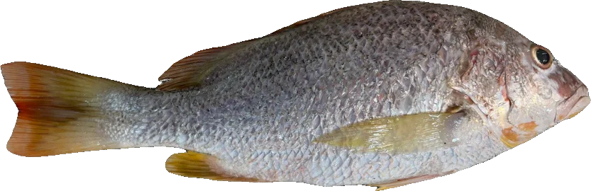 A whole golden snapper, the fish we use to show the five freshness checks