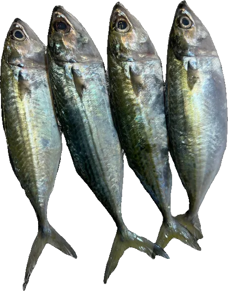 Kembong mackerel