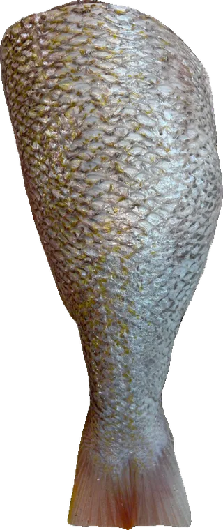 Sea bream tail